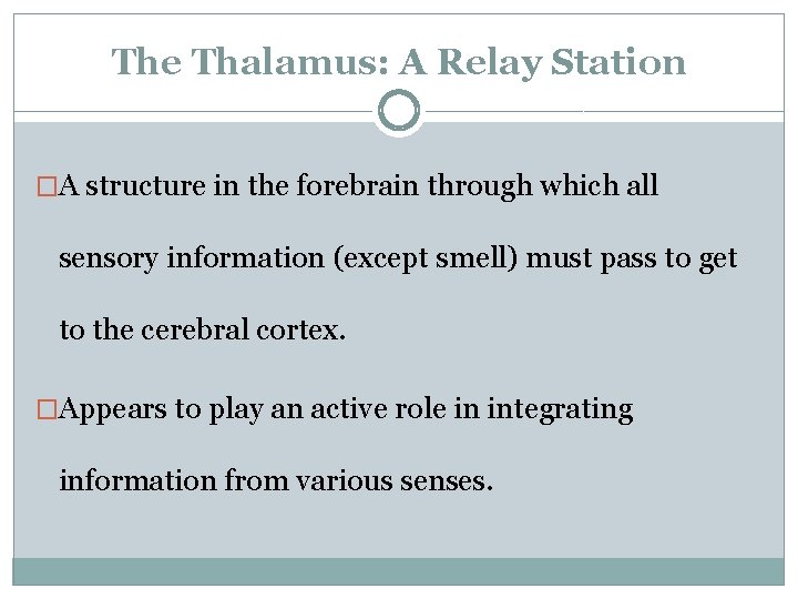 The Thalamus: A Relay Station �A structure in the forebrain through which all sensory