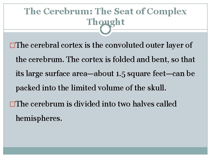 The Cerebrum: The Seat of Complex Thought �The cerebral cortex is the convoluted outer
