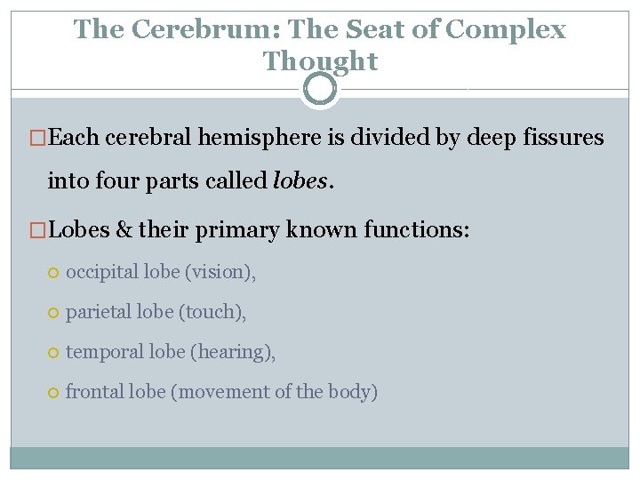The Cerebrum: The Seat of Complex Thought �Each cerebral hemisphere is divided by deep