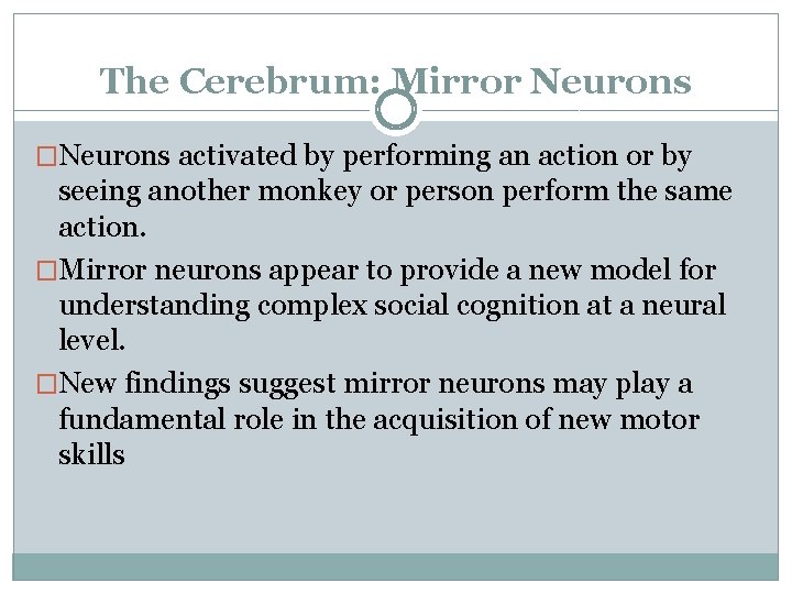 The Cerebrum: Mirror Neurons �Neurons activated by performing an action or by seeing another