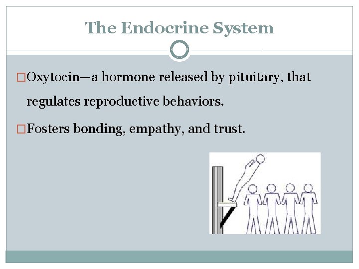 The Endocrine System �Oxytocin—a hormone released by pituitary, that regulates reproductive behaviors. �Fosters bonding,