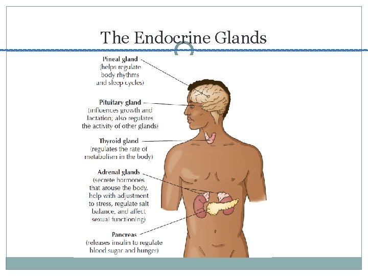 The Endocrine Glands 