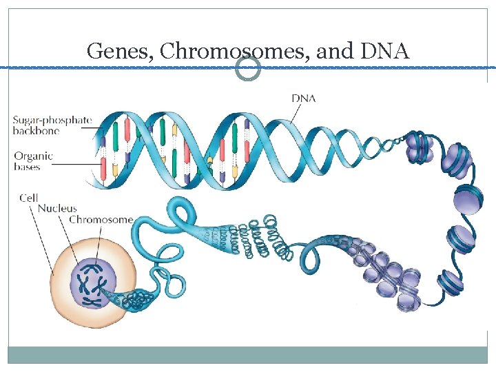 Genes, Chromosomes, and DNA 