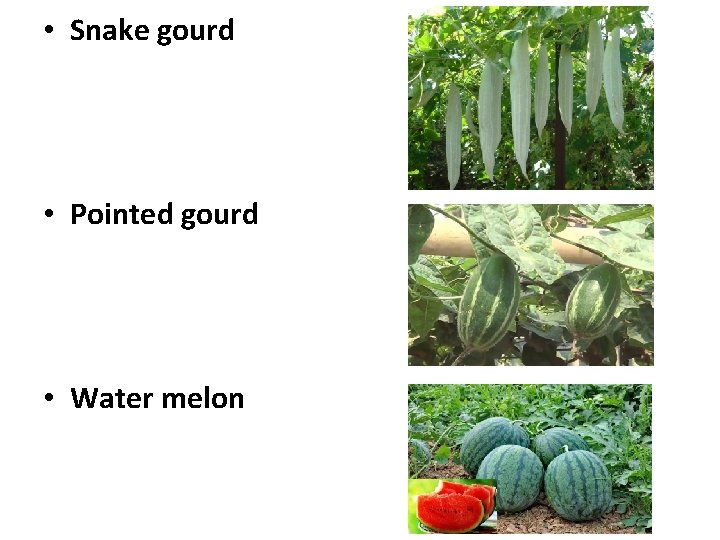  • Snake gourd • Pointed gourd • Water melon 