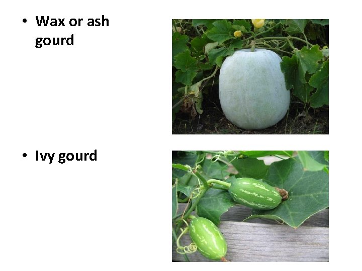  • Wax or ash gourd • Ivy gourd 