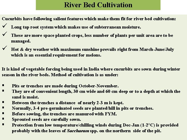 River Bed Cultivation Cucurbits have following salient features which make them fit for river