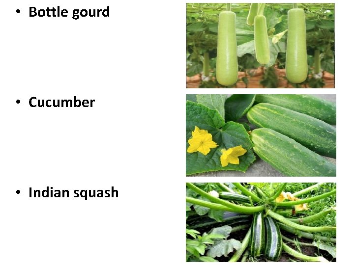  • Bottle gourd • Cucumber • Indian squash 