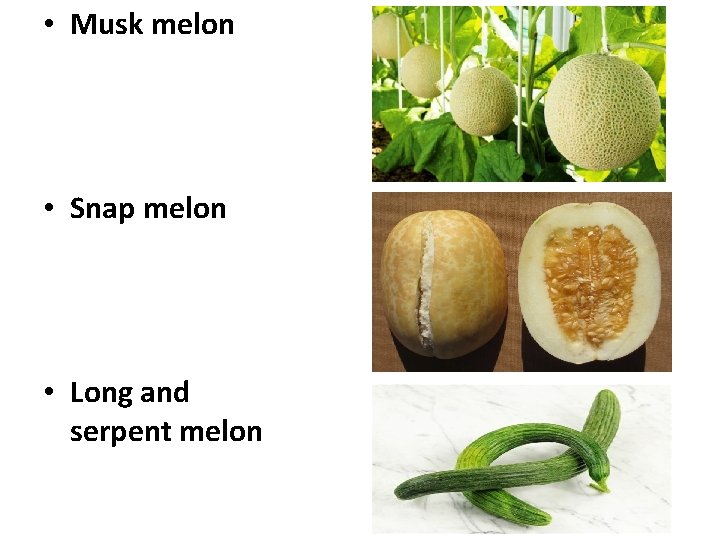  • Musk melon • Snap melon • Long and serpent melon 