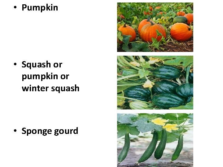  • Pumpkin • Squash or pumpkin or winter squash • Sponge gourd 
