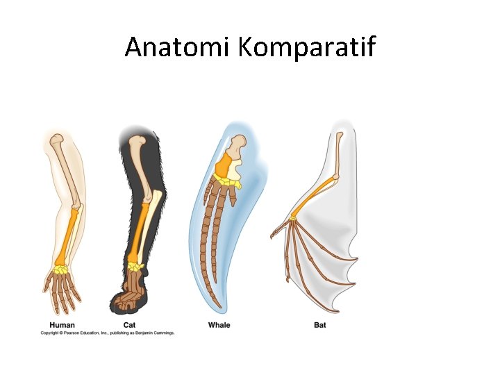 Anatomi Komparatif 