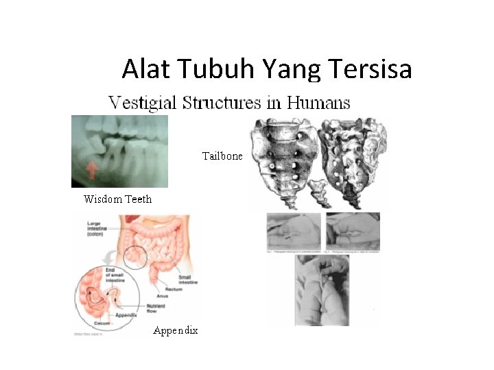 Alat Tubuh Yang Tersisa 