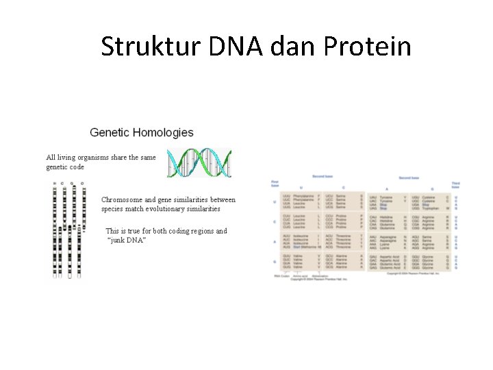  Struktur DNA dan Protein 