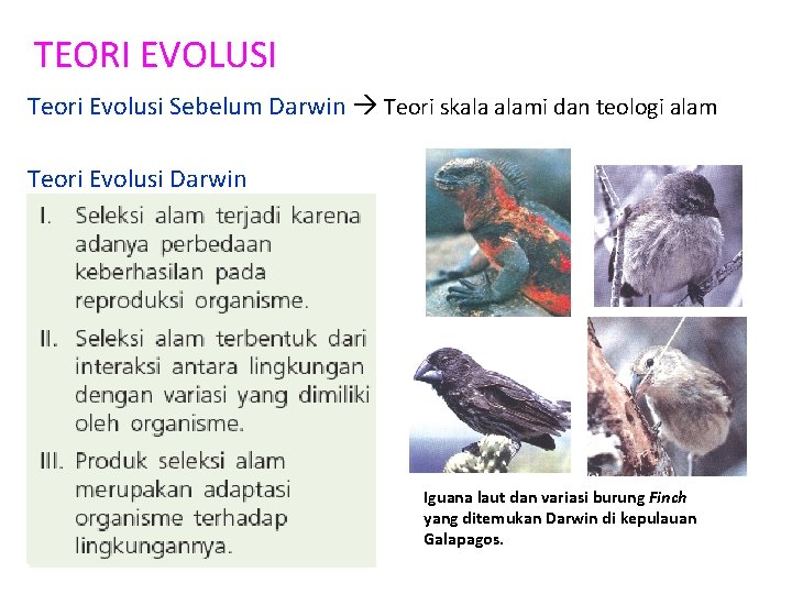 TEORI EVOLUSI Teori Evolusi Sebelum Darwin Teori skala alami dan teologi alam Teori Evolusi