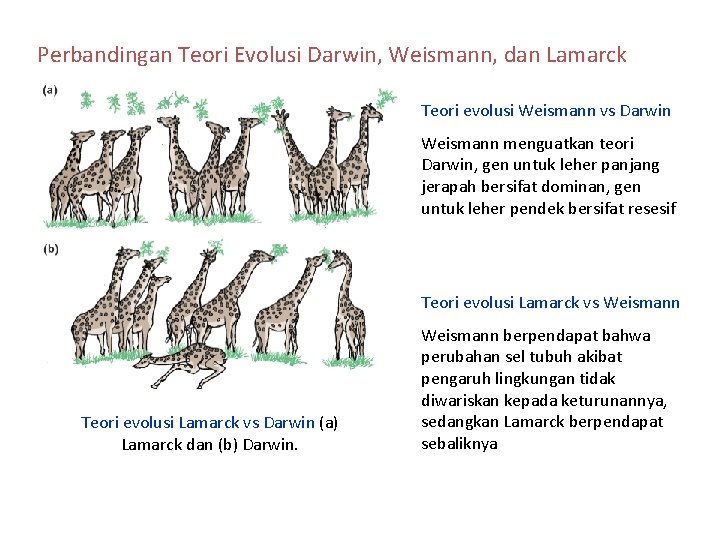 Perbandingan Teori Evolusi Darwin, Weismann, dan Lamarck Teori evolusi Weismann vs Darwin Weismann menguatkan