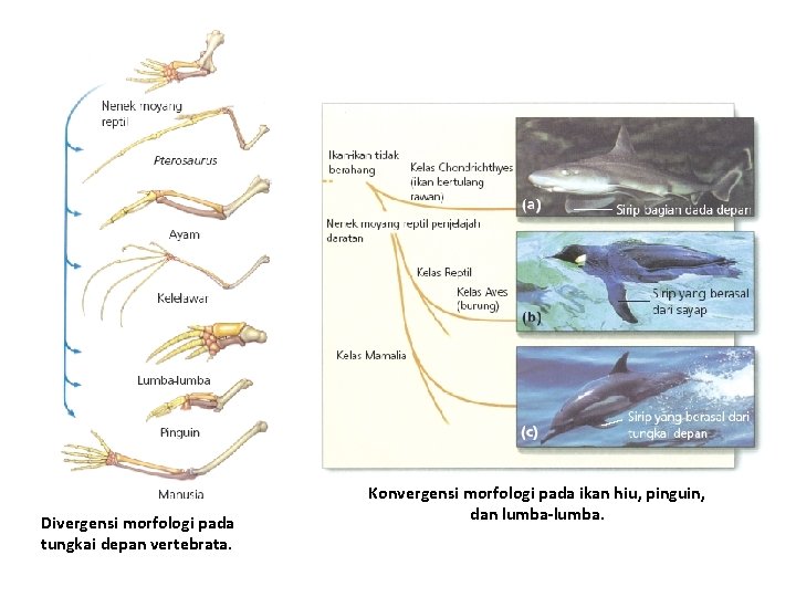 Divergensi morfologi pada tungkai depan vertebrata. Konvergensi morfologi pada ikan hiu, pinguin, dan lumba-lumba.