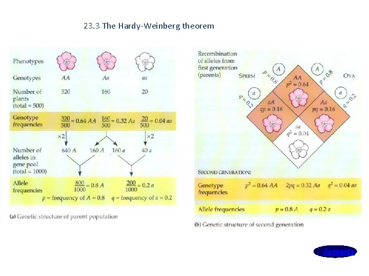 23. 3 The Hardy-Weinberg theorem Contents 