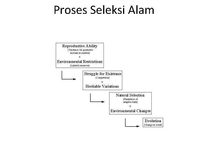 Proses Seleksi Alam 