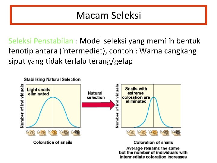 Macam Seleksi Penstabilan : Model seleksi yang memilih bentuk Seleksi Penstabilan fenotip antara (intermediet),