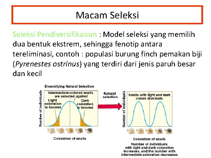 Macam Seleksi Pendiversifikasian : Model seleksi yang memilih Seleksi Pendiversifikasian dua bentuk ekstrem, sehingga