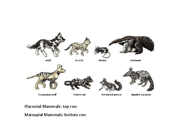 Placental Mammals: top row Marsupial Mammals: bottom row 