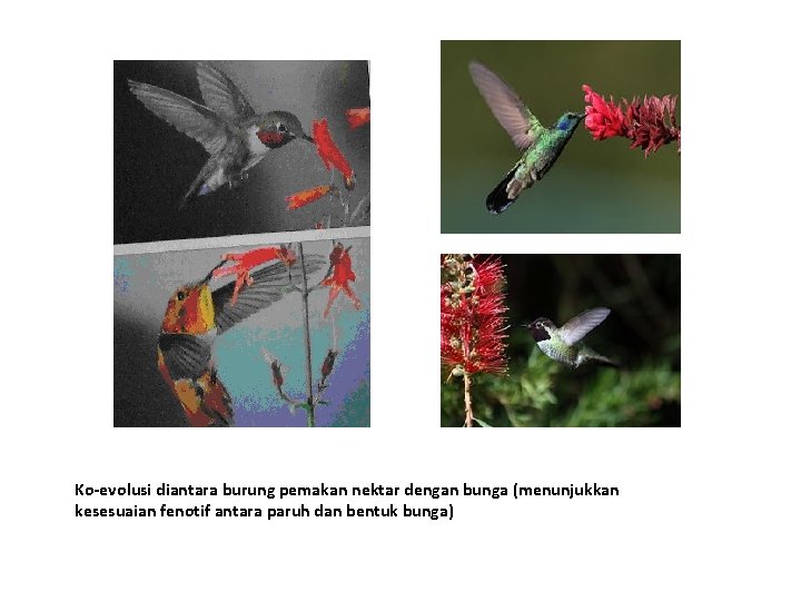 Ko-evolusi diantara burung pemakan nektar dengan bunga (menunjukkan kesesuaian fenotif antara paruh dan bentuk
