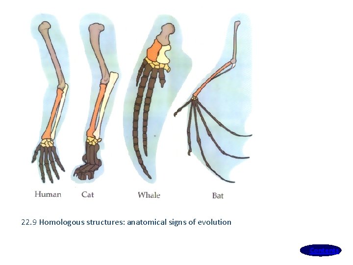 22. 9 Homologous structures: anatomical signs of evolution Contents 