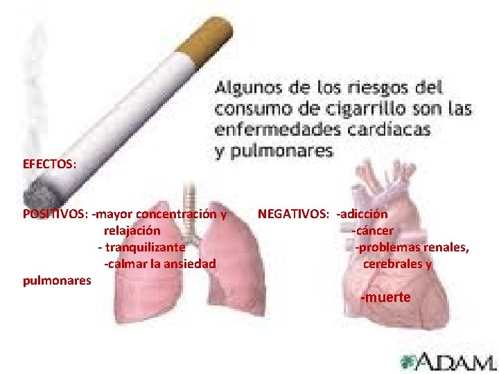 EFECTOS: POSITIVOS: -mayor concentración y NEGATIVOS: -adicción relajación -cáncer - tranquilizante -problemas renales, -calmar