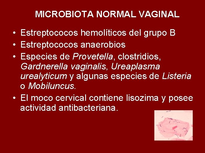 MICROBIOTA NORMAL VAGINAL • Estreptococos hemolíticos del grupo B • Estreptococos anaerobios • Especies