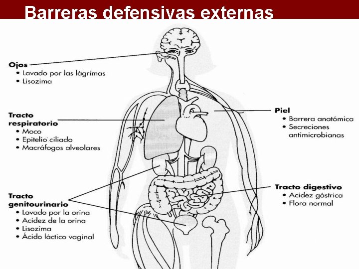 Barreras defensivas externas 