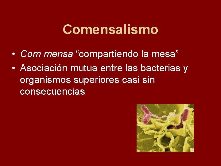 Comensalismo • Com mensa “compartiendo la mesa” • Asociación mutua entre las bacterias y