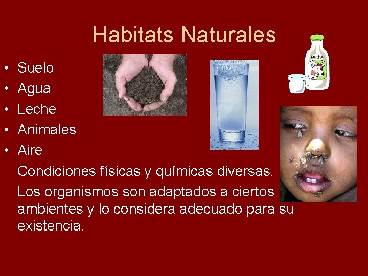 Habitats Naturales • • • Suelo Agua Leche Animales Aire Condiciones físicas y químicas