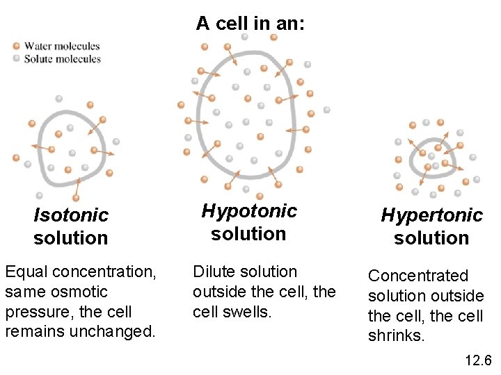 A cell in an: Isotonic solution Equal concentration, same osmotic pressure, the cell remains
