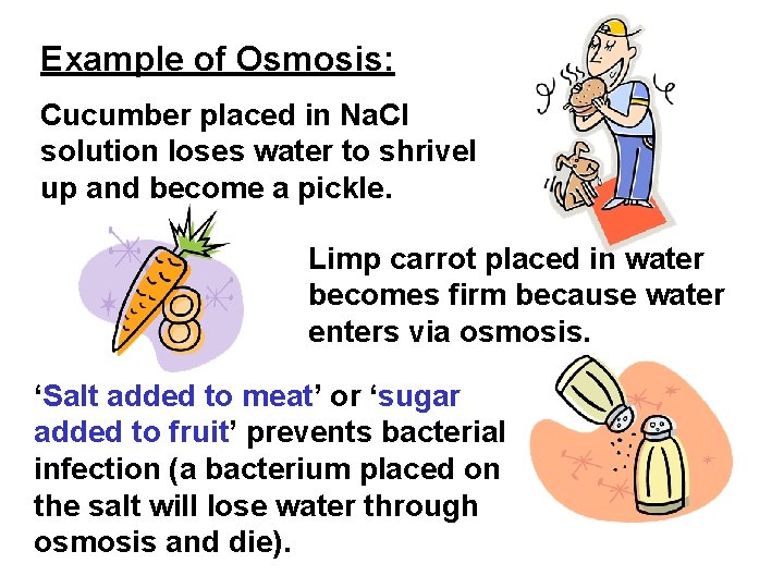 Example of Osmosis: Cucumber placed in Na. Cl solution loses water to shrivel up