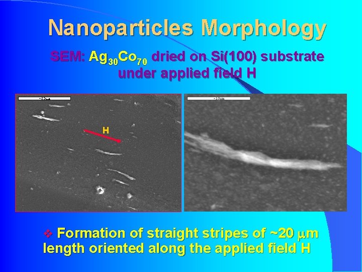 Nanoparticles Morphology SEM: Ag 30 Co 70 dried on Si(100) substrate under applied field