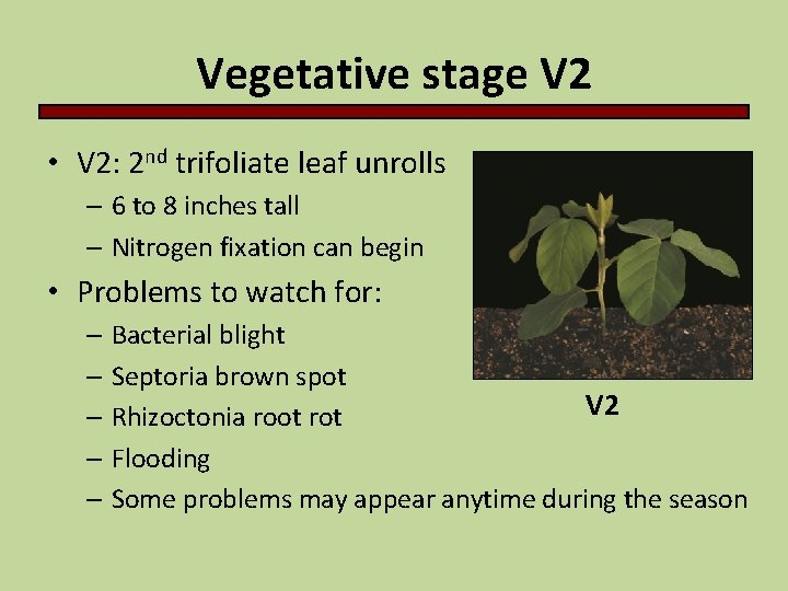 Vegetative stage V 2 • V 2: 2 nd trifoliate leaf unrolls – 6