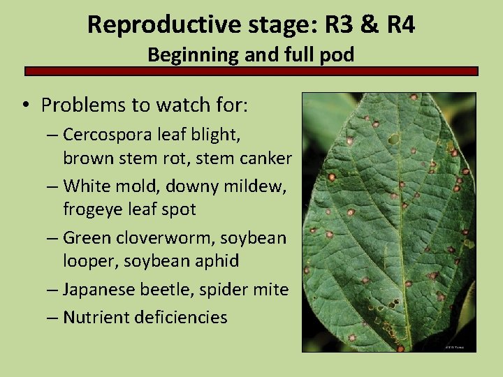 Reproductive stage: R 3 & R 4 Beginning and full pod • Problems to