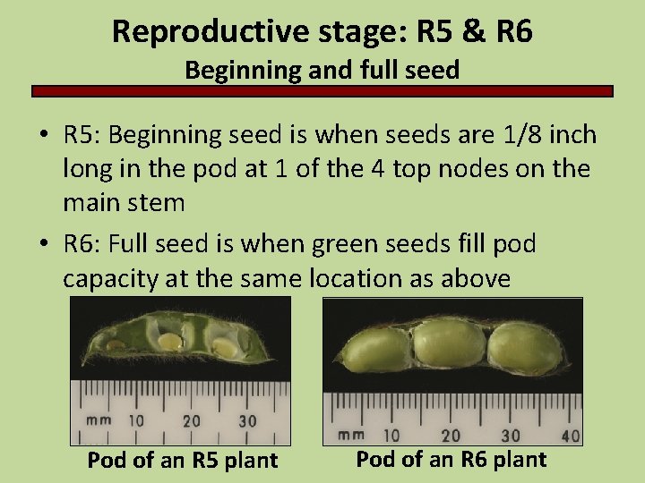 Reproductive stage: R 5 & R 6 Beginning and full seed • R 5: