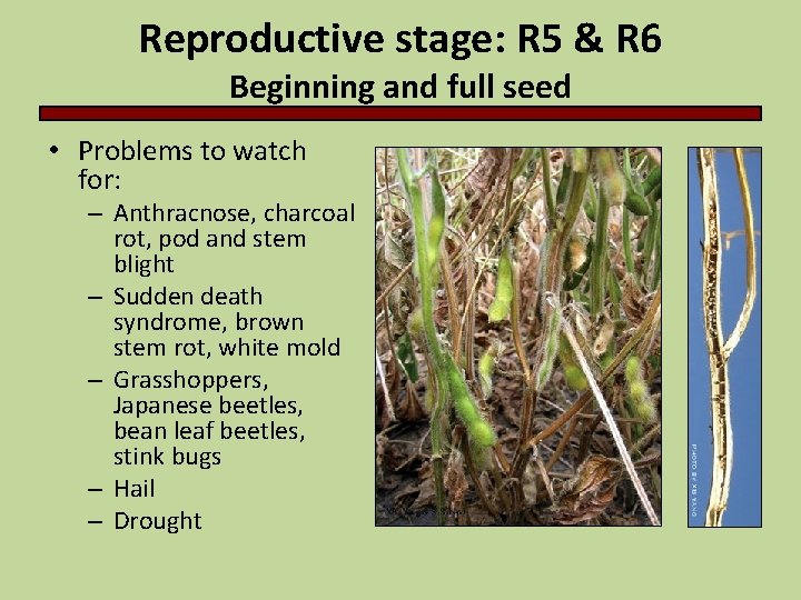 Reproductive stage: R 5 & R 6 Beginning and full seed • Problems to