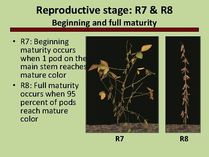 Reproductive stage: R 7 & R 8 Beginning and full maturity • R 7: