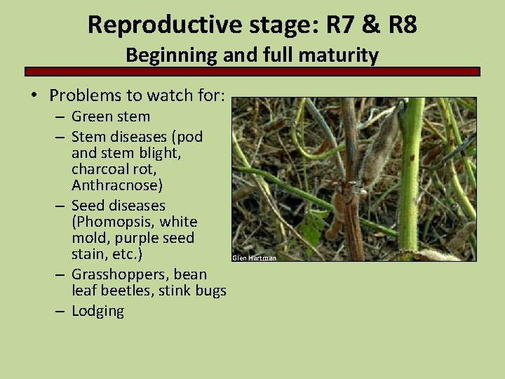 Reproductive stage: R 7 & R 8 Beginning and full maturity • Problems to