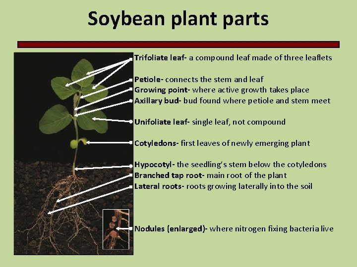 Soybean plant parts Trifoliate leaf- a compound leaf made of three leaflets Petiole- connects