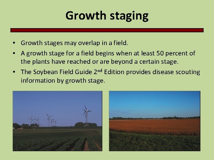 Growth staging • Growth stages may overlap in a field. • A growth stage