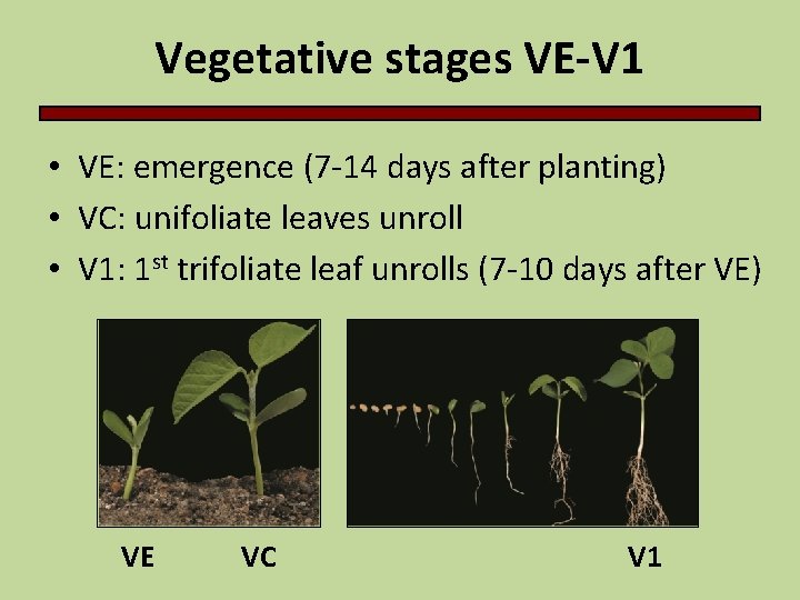 Vegetative stages VE-V 1 • VE: emergence (7 -14 days after planting) • VC: