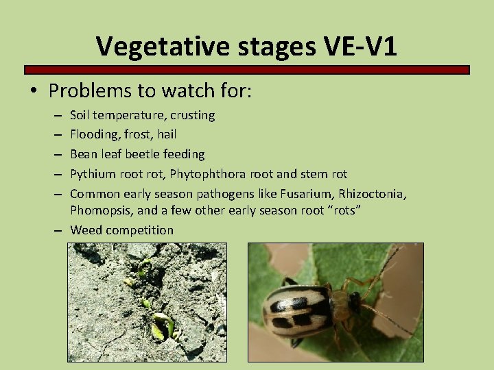 Vegetative stages VE-V 1 • Problems to watch for: Soil temperature, crusting Flooding, frost,