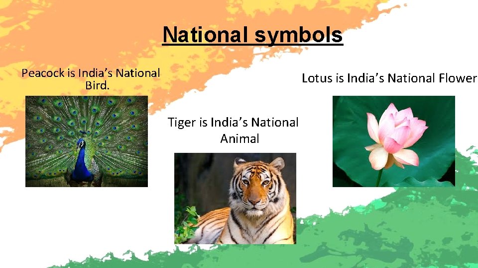 National symbols Peacock is India’s National Bird. Lotus is India’s National Flower Tiger is