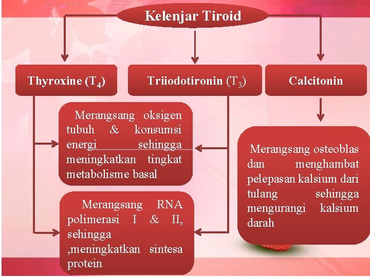 Kelenjar Tiroid Thyroxine (T 4) Triiodotironin (T 3) Merangsang oksigen tubuh & konsumsi energi