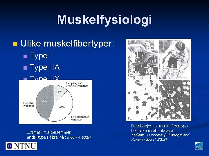 Muskelfysiologi n Ulike muskelfibertyper: Type I n Type IIA n Type IIX n Estimat: