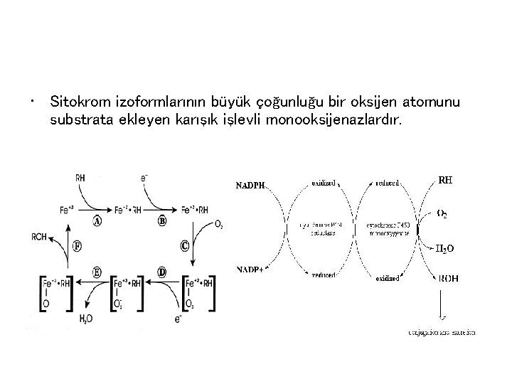  • Sitokrom izoformlarının büyük çoğunluğu bir oksijen atomunu substrata ekleyen karışık işlevli monooksijenazlardır.