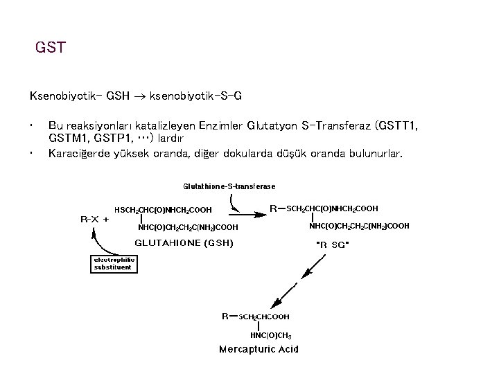 GST Ksenobiyotik- GSH ksenobiyotik-S-G • • Bu reaksiyonları katalizleyen Enzimler Glutatyon S-Transferaz (GSTT 1,