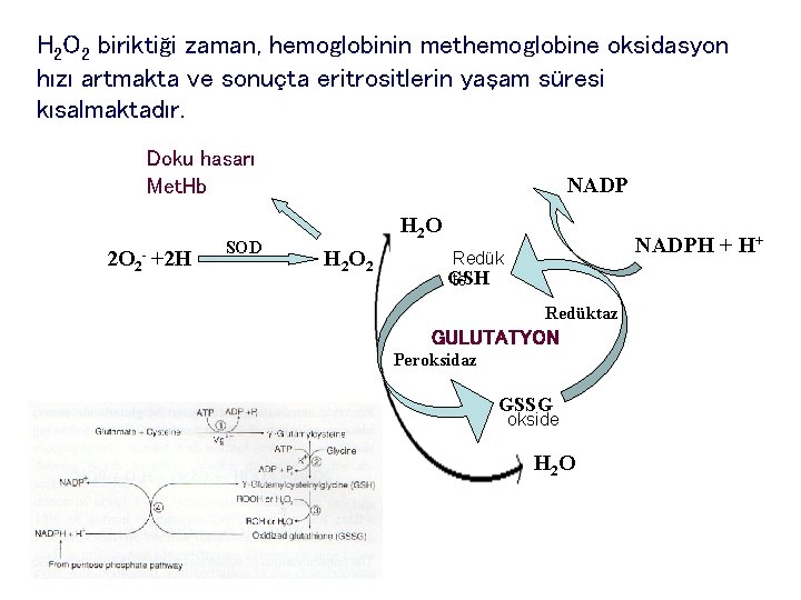 H 2 O 2 biriktiği zaman, hemoglobinin methemoglobine oksidasyon hızı artmakta ve sonuçta eritrositlerin